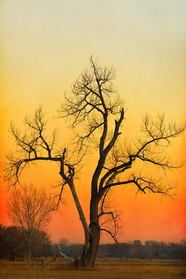 Winter Season Sunset Tree Photograph