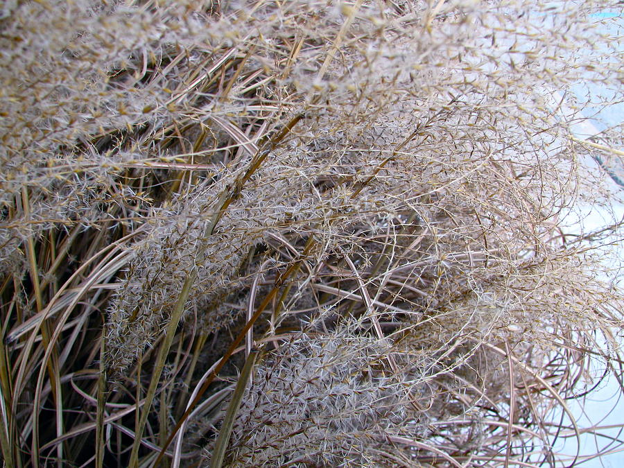 Winter Photograph - Winter Seeds - 2414 by Sandy Tolman