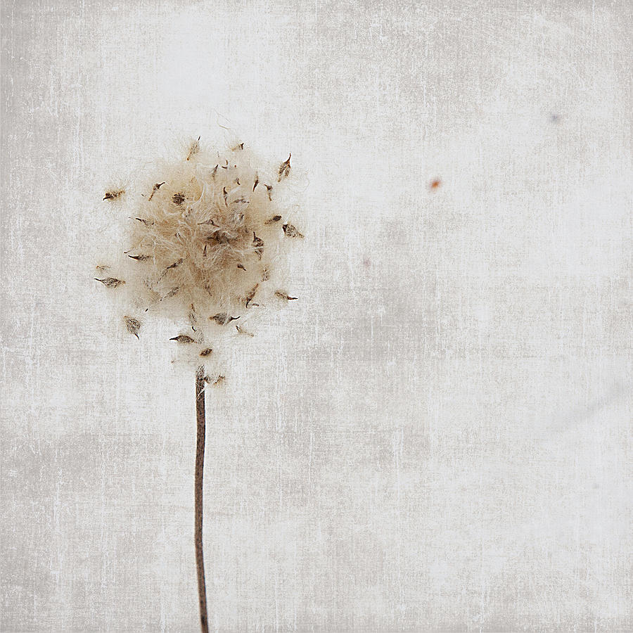 Nature Photograph - Winter Seeds by Jamie McCann