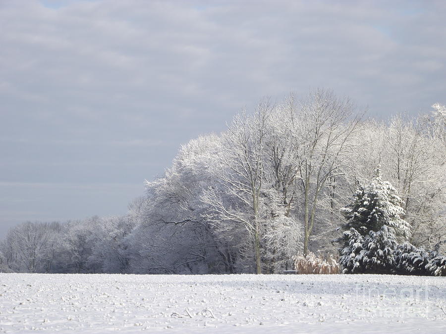 Winter Serenity Photograph by Michelle Welles