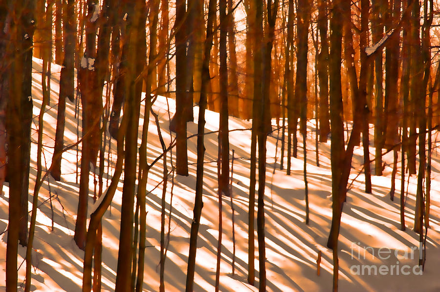 Winter Shadows Photograph by Andrea Kollo
