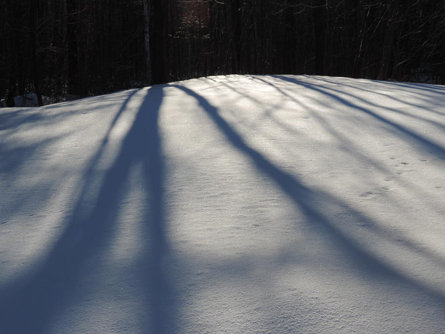 Winter Shadows Photograph by Bill Tomsa