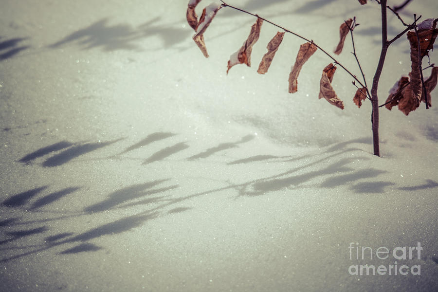 Winter Shadows Photograph by Cheryl Baxter