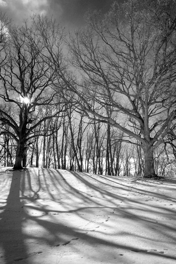 Winter Photograph - Winter Shadows by Jamieson Brown