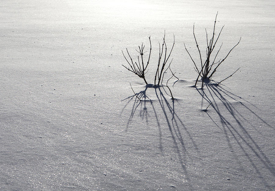 Winter shadows Photograph by Michele Cornelius