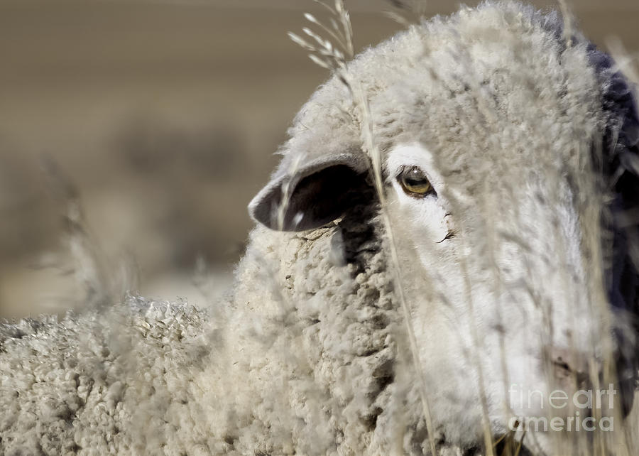 Up Movie Photograph - Winter Sheep by Janice Pariza