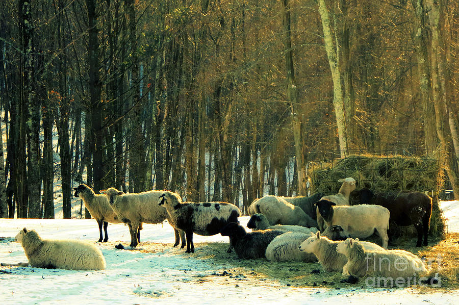 Winter Sheep Photograph by Patricia Januszkiewicz