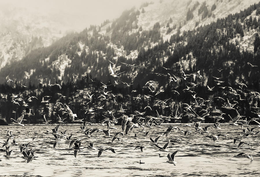 Winter Shorebirds in Flight Photograph by Michele Cornelius