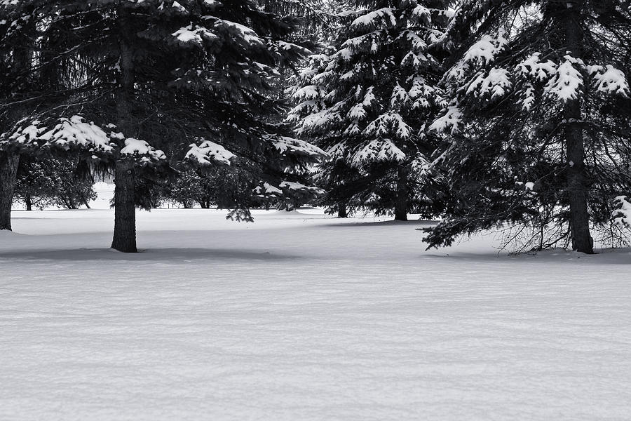 Winter Silence Photograph by Rachel Cohen