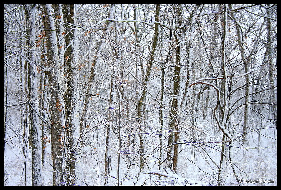 Winter Silence Photograph by Robyn Pervin - Fine Art America