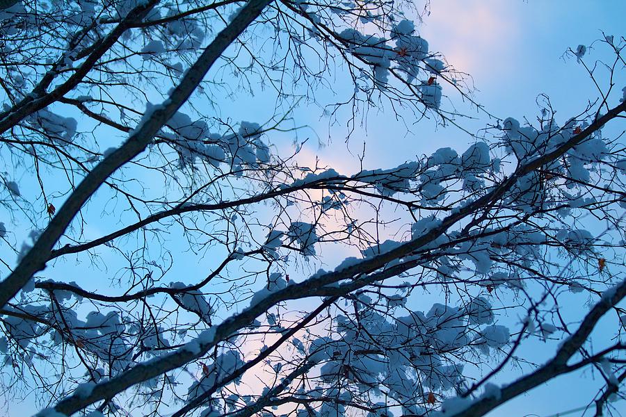 Winter Photograph - Winter sky and snowy Japanese Maple by Allan Morrison