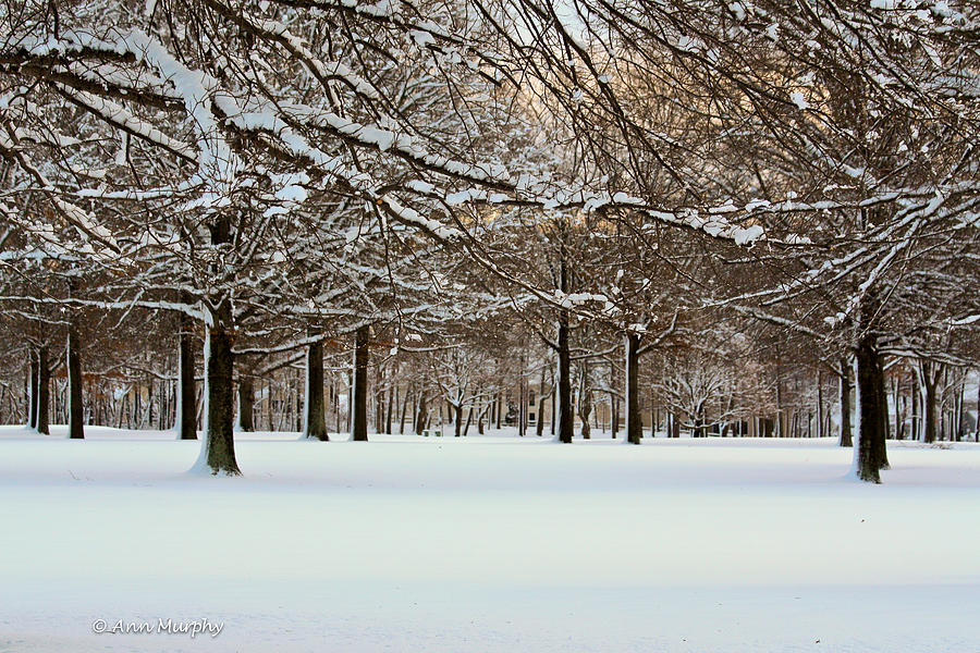 Winter Snow  Photograph by Ann Murphy