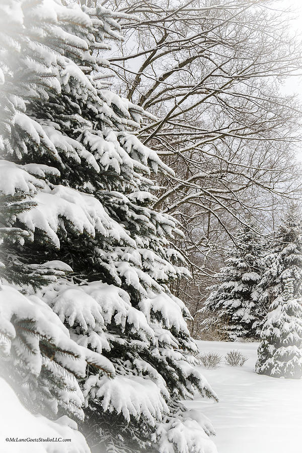 Winter snow covered pines Photograph by LeeAnn McLaneGoetz ...