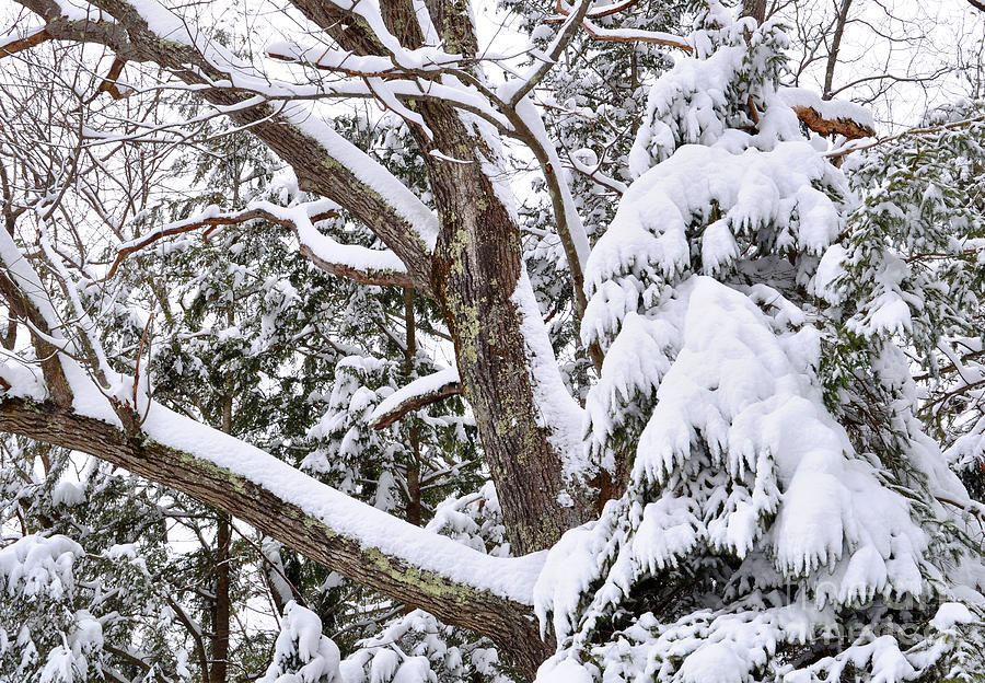 Winter Snow Scene In New England by Staci Bigelow Winter Snow Scene In New England by Staci Bigelow