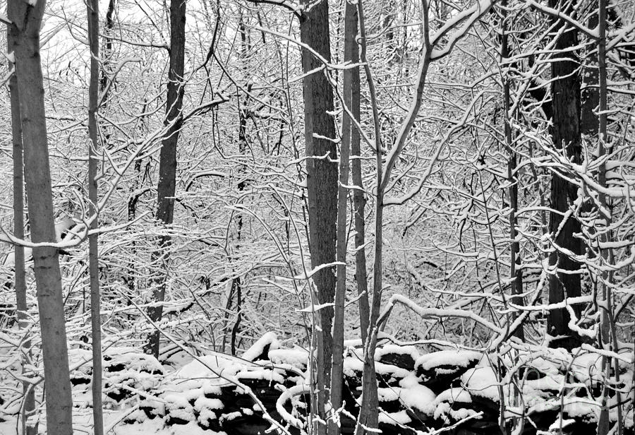 Winter Snow Scene in the Woods by Staci Bigelow Winter Snow Scene in the Woods by Staci Bigelow