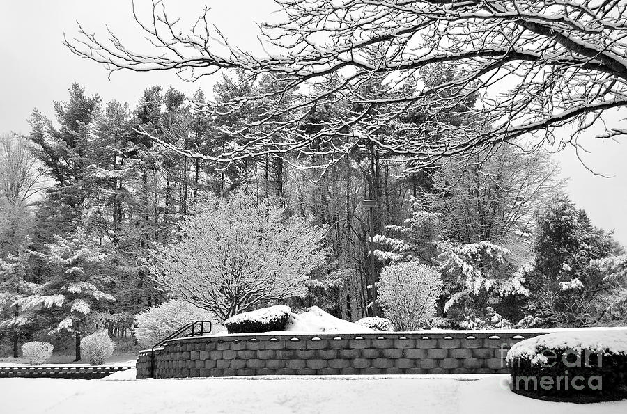 Winter Snow Scene by Staci Bigelow Winter Snow Scene by Staci Bigelow