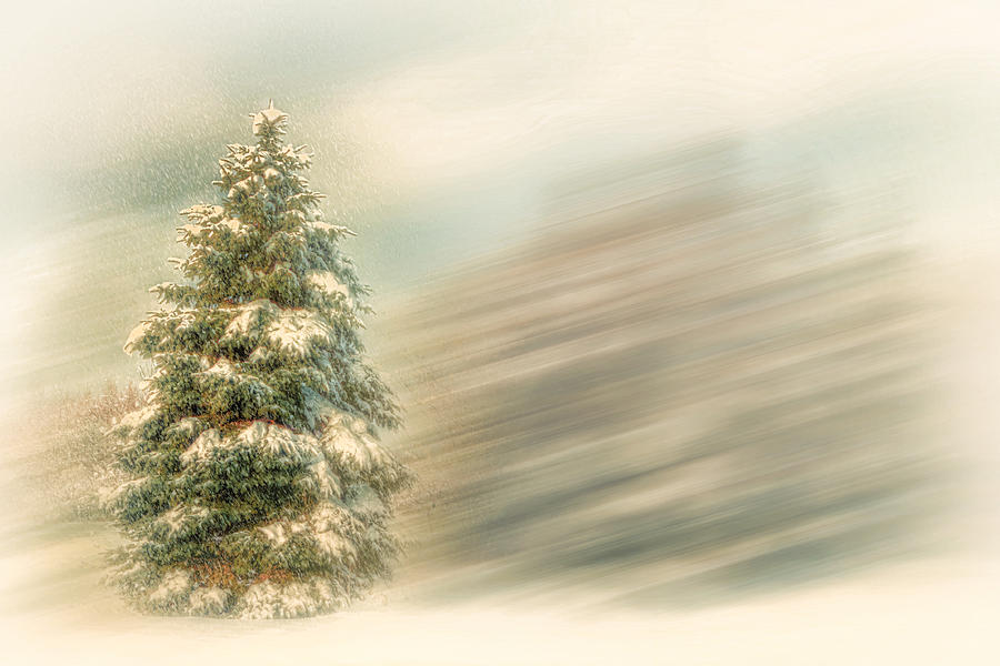 Winter Photograph - Winter Snow Tree by Gary Smith