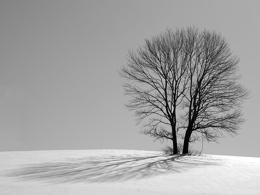 Winter - Snow Trees 2 in Mono Photograph by Richard Reeve