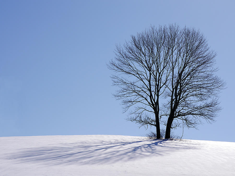 Winter - Snow Trees 2 Photograph by Richard Reeve