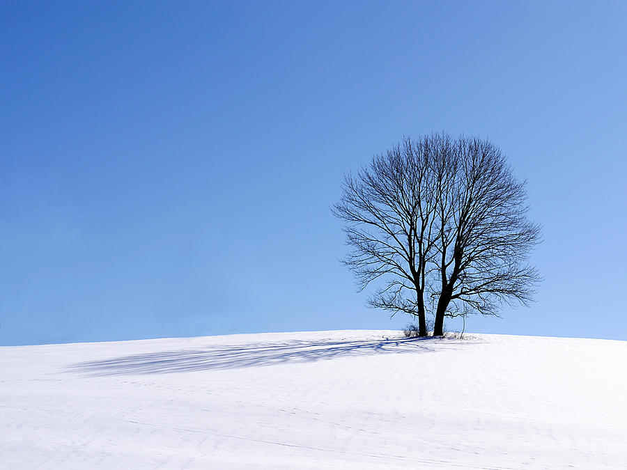Winter - Snow Trees Photograph by Richard Reeve