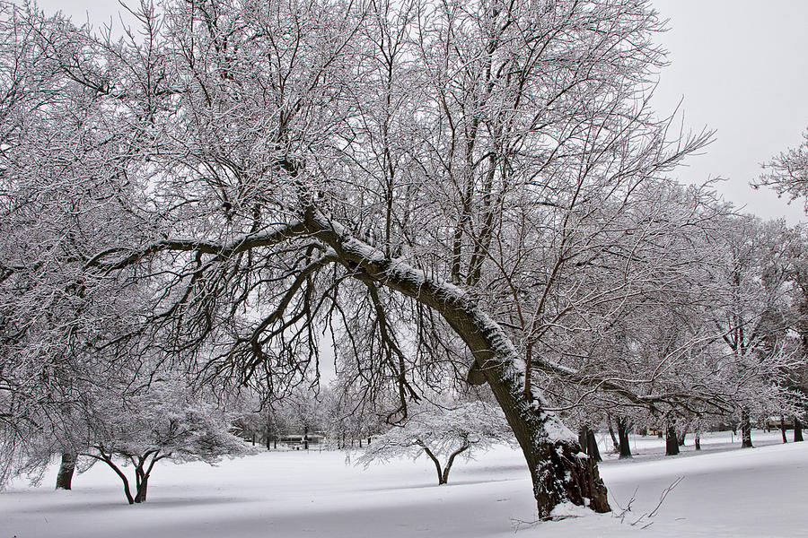 Winter Snowfall at Garfield Park No. 0988 Photograph by Randall Nyhof