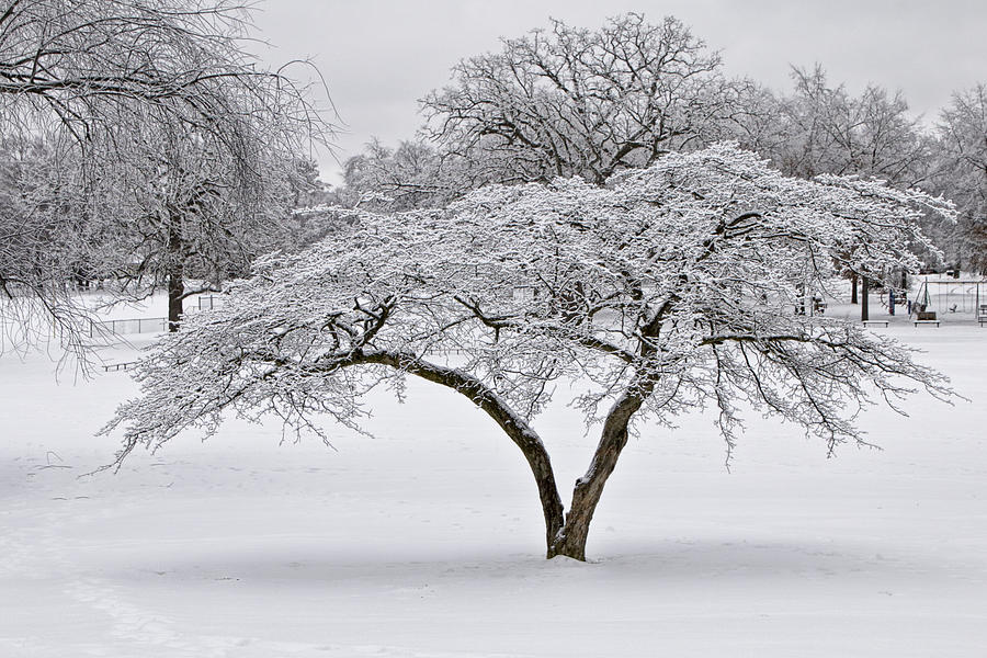 Winter Snowfall at Garfield Park No. 0996 Photograph by Randall Nyhof