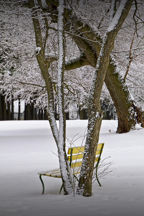 Winter Snowfall At Garfield Park With Yellow Park Bench No. 0963 Photograph