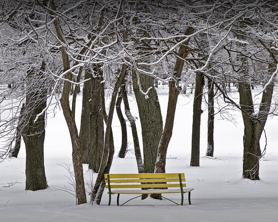 Winter Snowfall at Garfield Park with Yellow Park Bench No. 1072 Photograph by Randall Nyhof