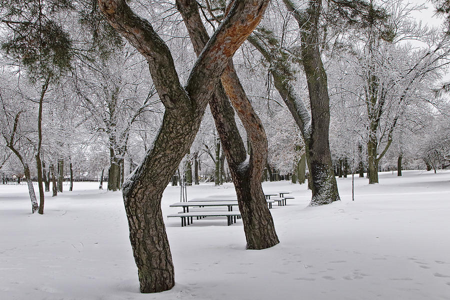 Winter Snowfall at the City Park No. 0920 Photograph by Randall Nyhof