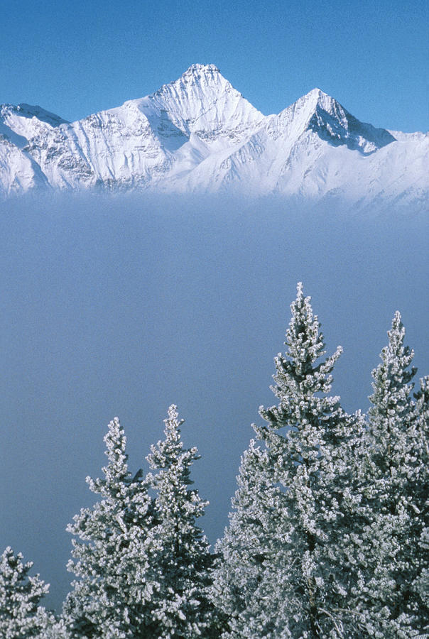 Winter Snowscape Mountain And Evergreens Photograph by Anonymous
