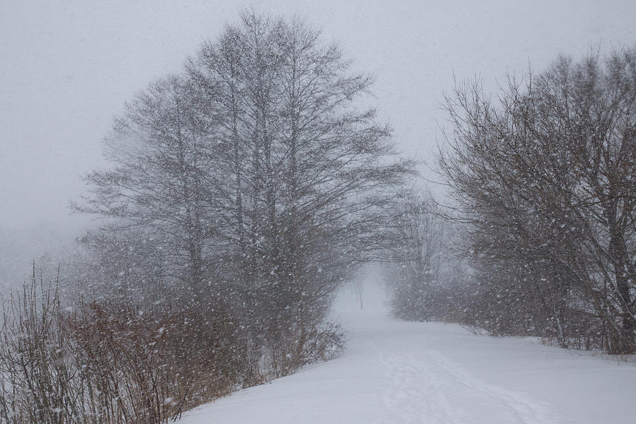 Winter Snowstorm Magic Photograph by Georgia Mizuleva