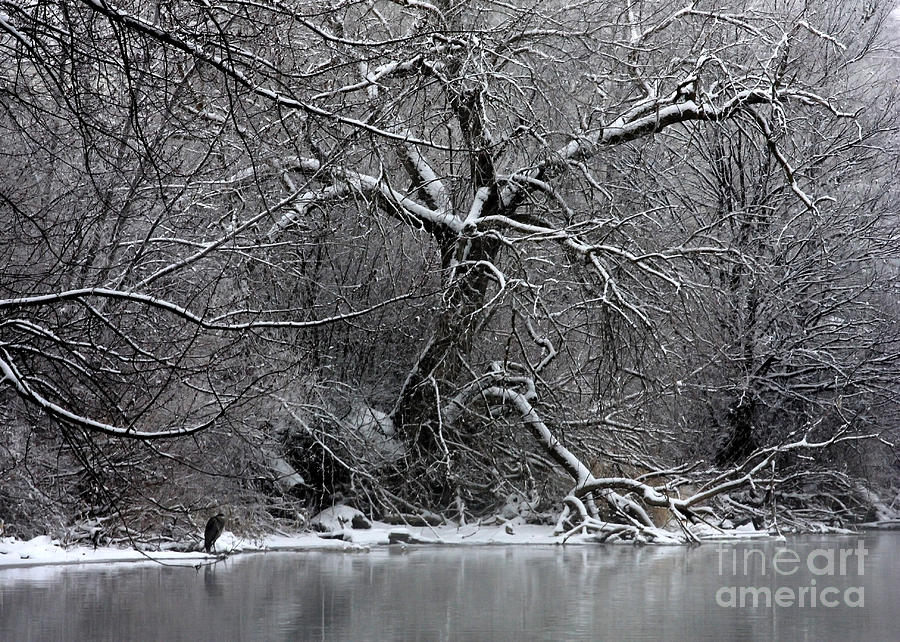 Winter Solitude Photograph by Carol Groenen