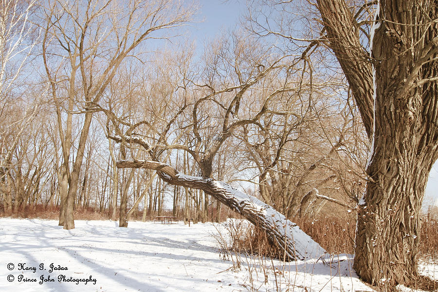 Tree Photograph - Winter Solitude by Hany J