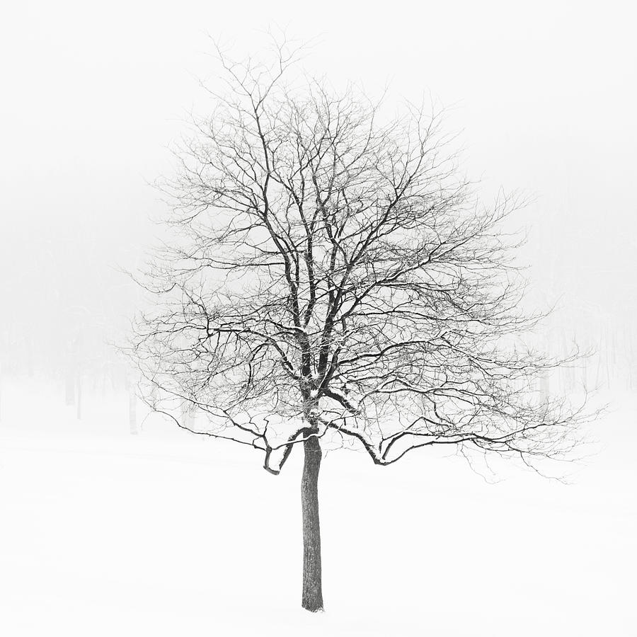 Black And White Photograph - Winter Solstice by Irene Suchocki