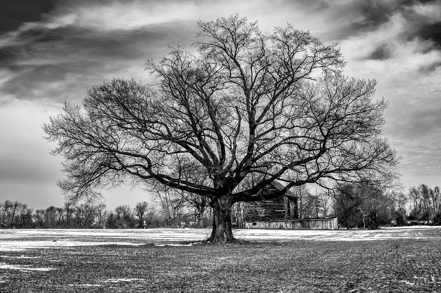 Tree Photograph - Winter Solstice Tree by Louis Dallara