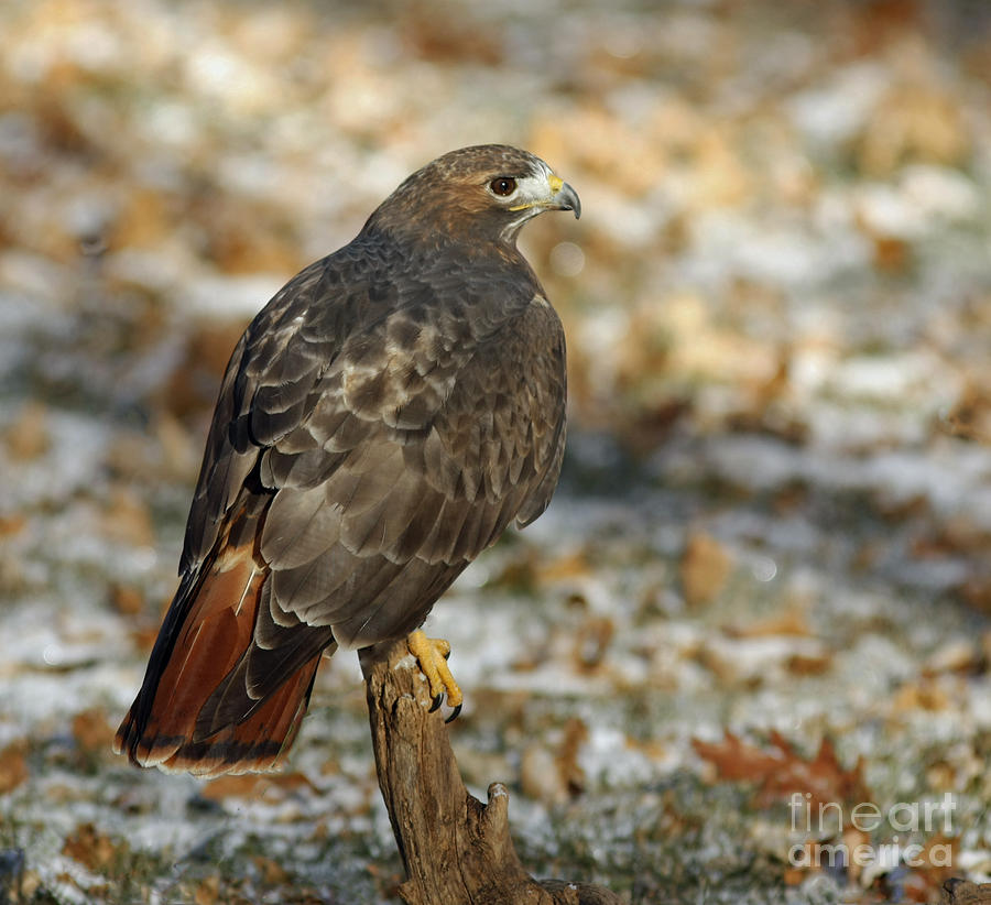 Winter Solstice Red Tailed Hawk Hunting in the Snow Photograph by ...