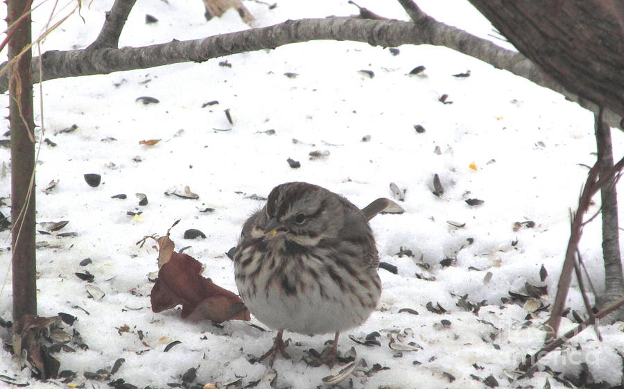 Winter Song Sparrow Photograph by Joshua Bales