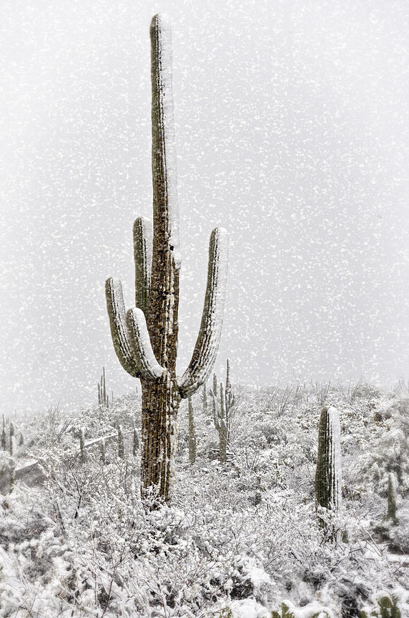 Winter Sonoran Style  Photograph by Saija Lehtonen