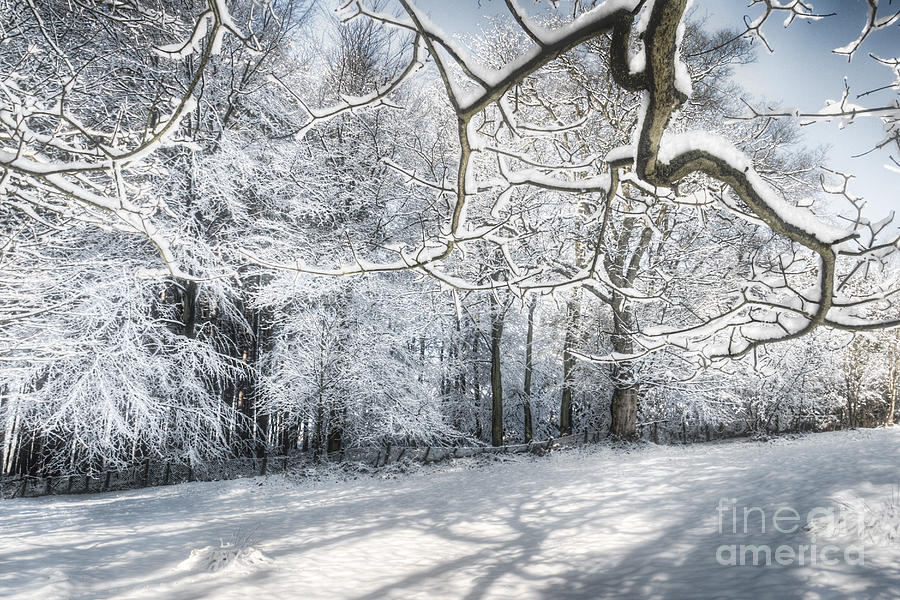 Winter Sparkle Photograph by Ann Garrett