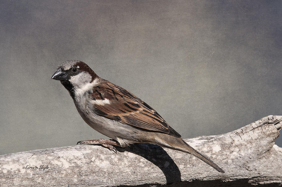 Winter Sparrow Photograph by Karen Slagle