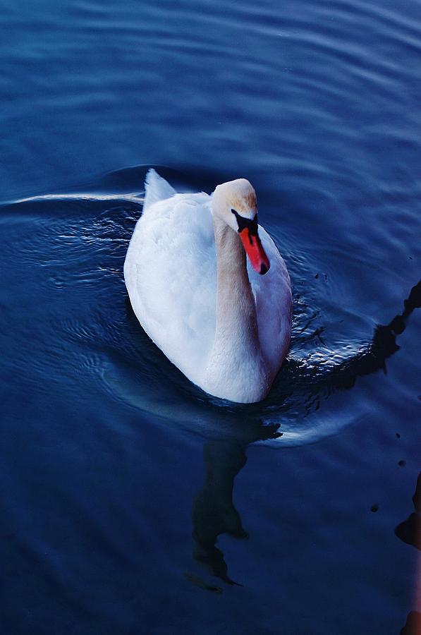 Winter Spin... Swan Style Photograph by Daniel Thompson