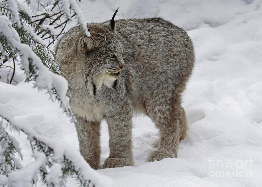 Wildlife Photograph - Winter Splendor- Canadian Lynx by Inspired Nature Photography Fine Art Photography