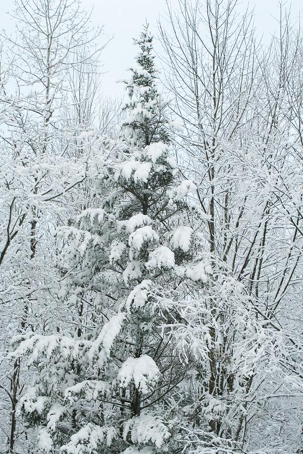 Tree Photograph - Winter Spruce by Barbara S Nickerson