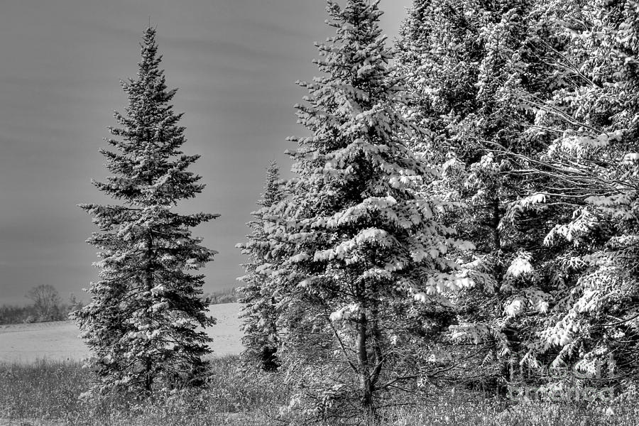 Winter Spruce Photograph by Brenda Giasson