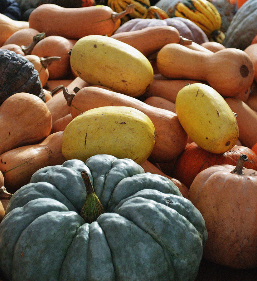 Winter Squash Photograph by Holly Blunkall