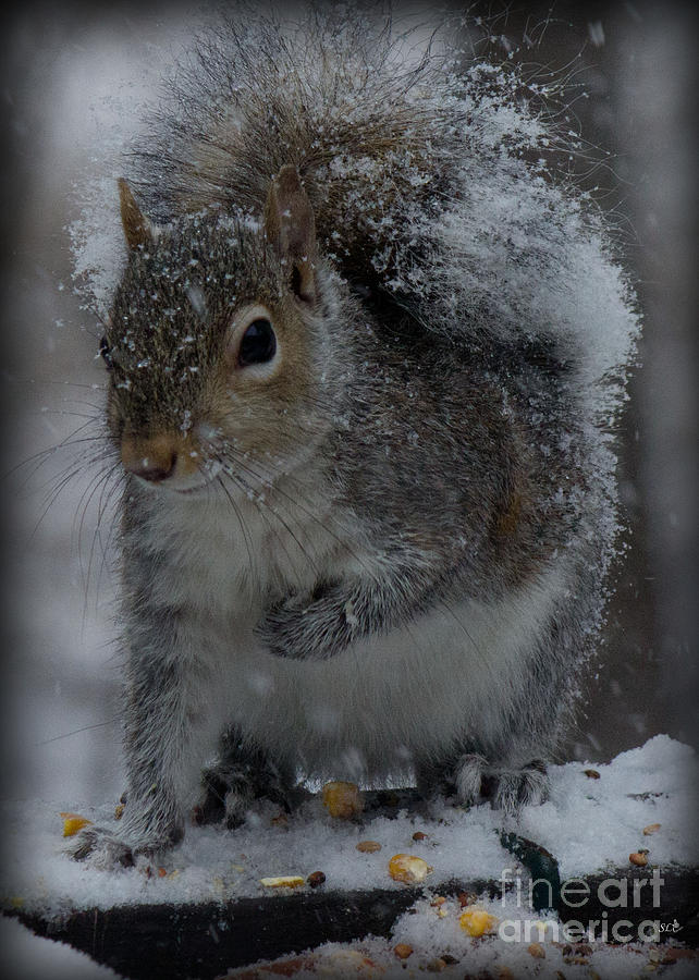 Winter Squirrel 1 Photograph by Sandra Clark