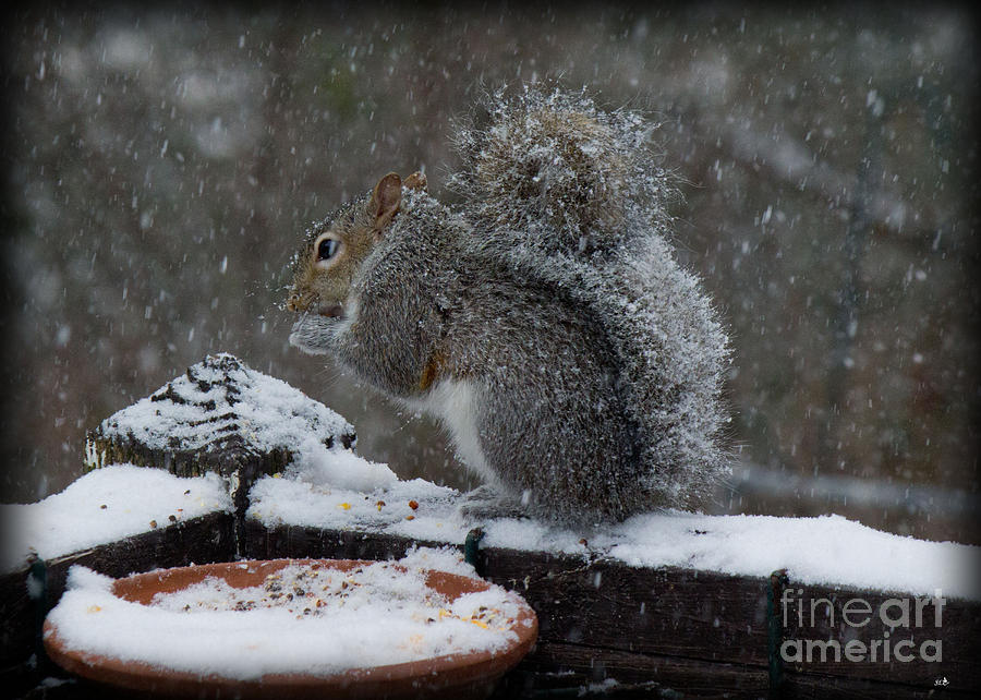 Winter Squirrel 3 Photograph by Sandra Clark