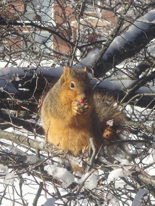 Winter Photograph - Winter Squirrel Eats a Berry Frosted by Guy Ricketts