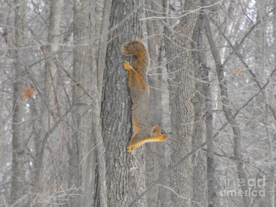 Winter Squirrel Photograph by Erick Schmidt