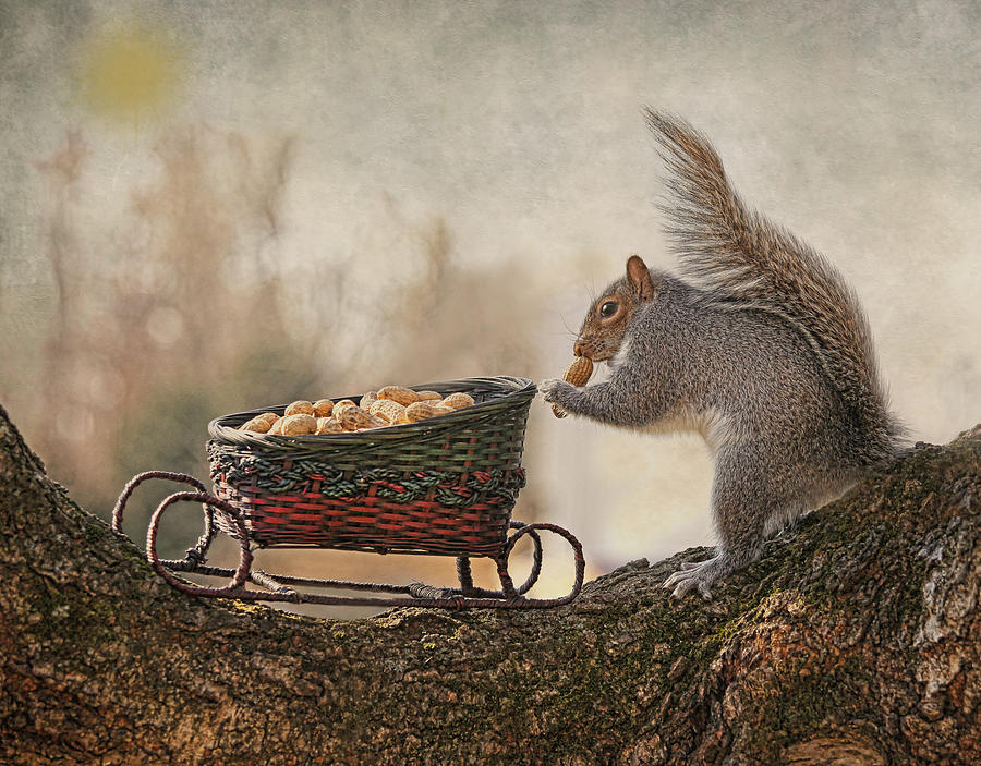 Winter Squirrel Photograph by Pat Abbott